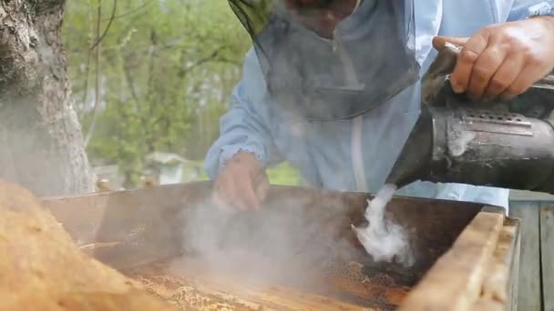 Arı yetiştiricisi arıda. Arı yetiştiricisi arılarla ve arı kovanlarıyla çalışıyor. Arı yetiştiricisi, arı kovanındaki arılarla çerçeveyi indirir ve ellerini tutar.. — Stok video