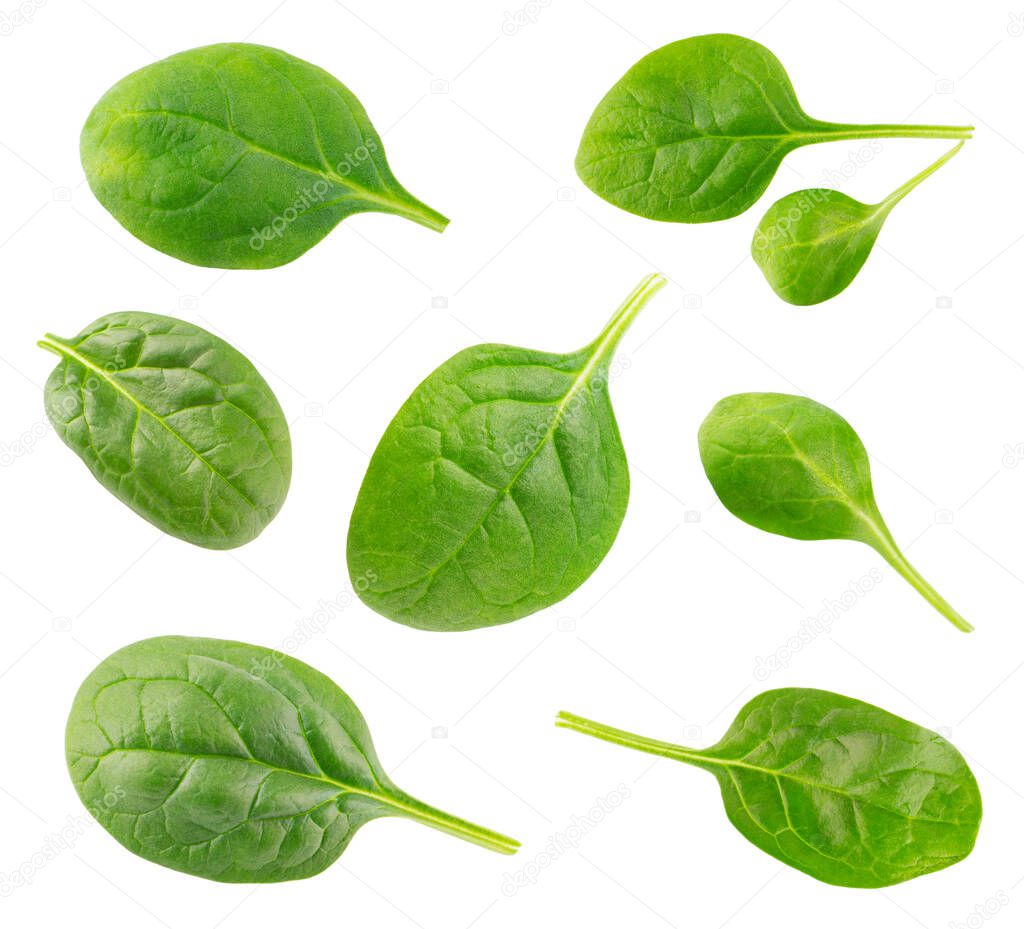 Fresh green spinach leaves isolated on a white background