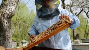 Arı yetiştiricisi arıda. Arı yetiştiricisi arılarla ve arı kovanlarıyla çalışıyor. Arıcı çerçeveyi elinde tutuyor ve kontrol ediyor..