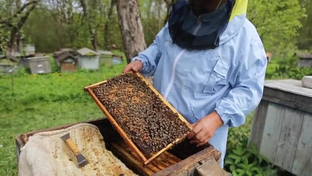 Méhész a méhészeten. A méhész méhekkel és méhkaptárakkal dolgozik a méhészeten. Méhész tartja keret a kezében, és ellenőrzi, hogy. — Stock videók