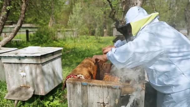 Pszczelarz na pasiece. Pszczelarz pracuje z pszczołami i uli na pasiece. Pszczelarz wyciąga ramę z pszczół z ula i trzyma w rękach. — Wideo stockowe