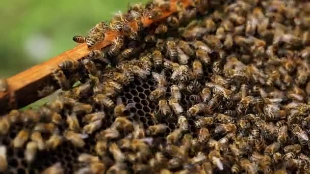 Close up view of colony of bees crawling on the beehive frame with honeycomb honey. Apiary, beehive and beekeeping concept — Stock Video