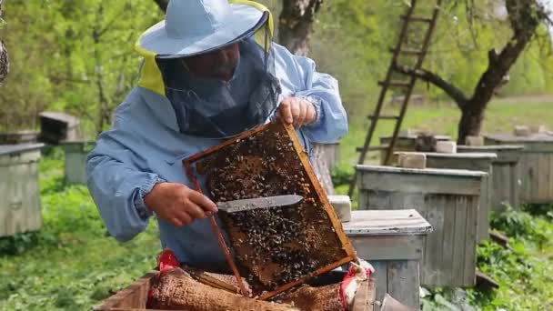 Pszczelarz trzyma miodową ramę z pszczołami w rękach i tnie złe czerwie pszczół. Pszczelarz w pracy, usuwanie nadmiaru plastrów miodu — Wideo stockowe