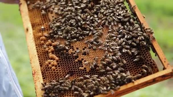 Pandangan dekat koloni lebah merangkak pada bingkai sarang lebah dengan madu sarang lebah. Apiary, sarang lebah dan konsep peternakan lebah — Stok Video