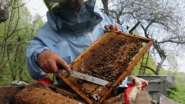 Peternak lebah memegang bingkai madu dengan lebah di tangan dan memotong brood lebah buruk. Penjaga lebah di tempat kerja, menghapus kelebihan sarang lebah — Stok Video