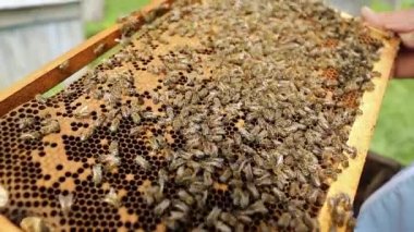 Arı kovanında bal peteği ile sürünen arı kolonisinin yakın görüntüsü. Apiary, arı kovanı ve arıcılık konsepti