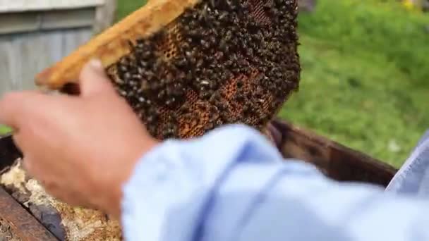 Apicultor en colmenar. El apicultor está trabajando con abejas y colmenas en el colmenar. Apicultor sostiene el marco en las manos y lo comprueba . — Vídeo de stock