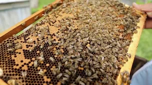 Arı kovanında bal peteği ile sürünen arı kolonisinin yakın görüntüsü. Apiary, arı kovanı ve arıcılık konsepti — Stok video