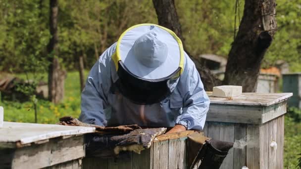 Μελισσοκόμος στο μελισσοκομείο. Ο μελισσοκόμος δουλεύει με μέλισσες και μελίσσια στο μελισσοκομείο. Μελισσοκόμος παίρνει το πλαίσιο με τις μέλισσες από την κυψέλη και κρατά στα χέρια. — Αρχείο Βίντεο