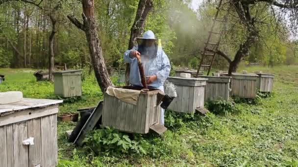 Biodlare på bigården. Biodlaren arbetar med bin och bikupor på bigården. Biodlaren tar ut ramen med bin från bikupan och håller i händerna. — Stockvideo