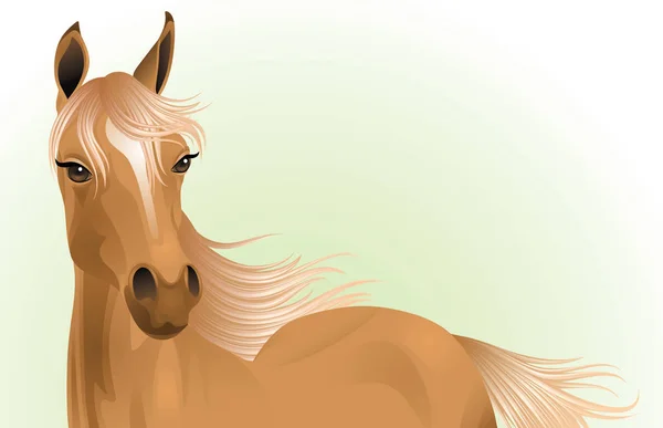 Portrait of a foal. — Stock Vector