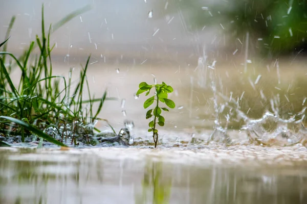 Закрыть зеленое растение во время дождя. — стоковое фото