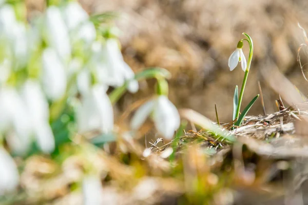 Groupe de fleurs de chute de neige — Photo