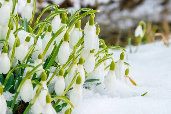 Grupo de flores de gota de neve — Fotografia de Stock