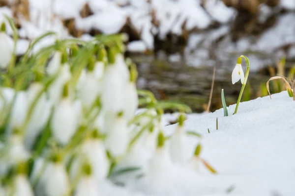 集团的雪花莲的花 — 图库照片