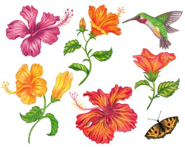 Hibiscus çiçek kümesi.