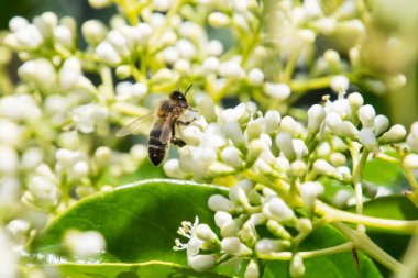Uçan ve yiyecek toplama arılar.