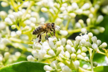 Uçan ve yiyecek toplama arılar.