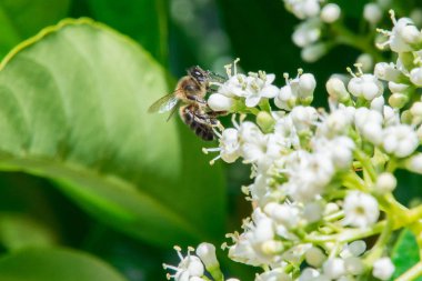 Uçan ve yiyecek toplama arılar.