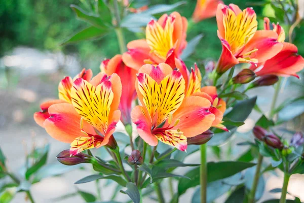 Kırmızı çiçeğe yaklaş..