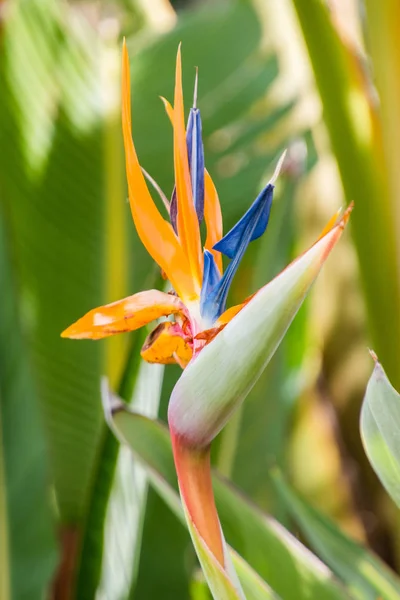 Strelitzia kukka vihreällä luonnollisella taustalla . — kuvapankkivalokuva