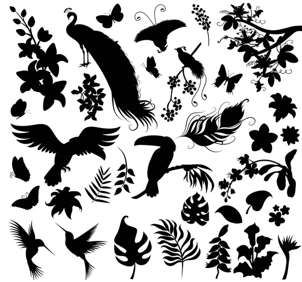Tropikal bitki ve kuş silhouettes kümesi. — Stok Vektör