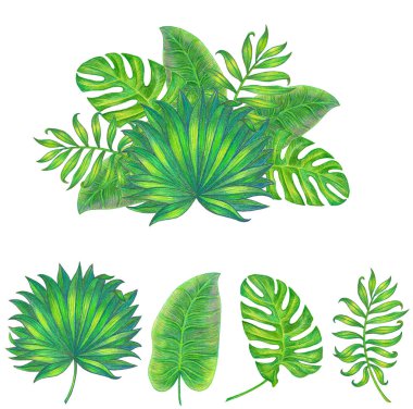 Yaprakları kümesi. beyaz izole.