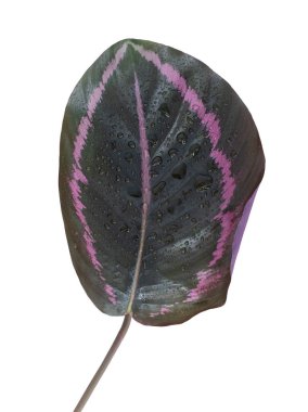 Beyaz arkaplanda mor izinler. 