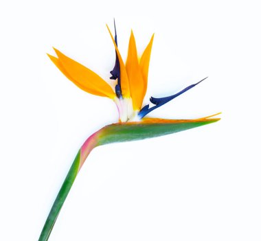 Strelitzia çiçeği beyaza izole edilmiş.. 