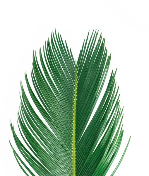 Feuille Palme Verte Isolée Sur Blanc — Photo