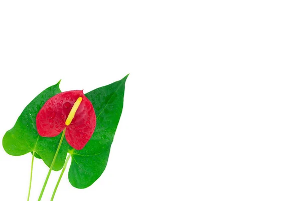 Yeşil Yapraklı Kırmızı Anthurium Parıldıyor Beyazda Izole Edilmiş — Stok fotoğraf