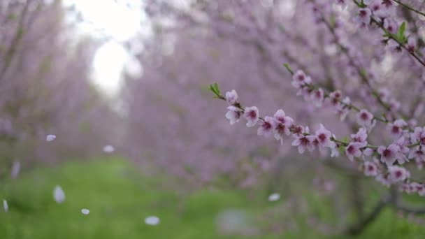 Primer Plano Las Almendras Florecientes Pétalos Rosados Cayendo Cámara Lenta — Vídeo de stock