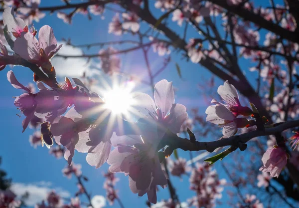 Hermoso Fondo Floral Con Almendras Florecientes Día Soleado Cielo Azul — Foto de Stock