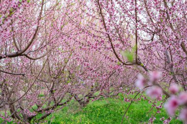 Çiçekli arkaplan ve çiçek açan bademler..