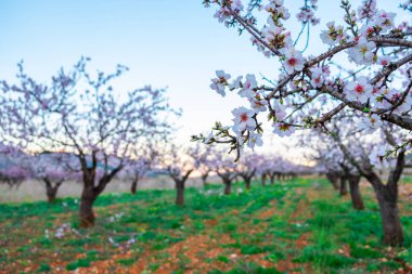 Çiçekli arkaplan ve çiçek açan bademler..