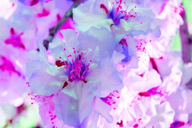 Çiçekli arka plan ve çiçek açan bademler. Çiçekleri kapatın. Canlı renkler.  