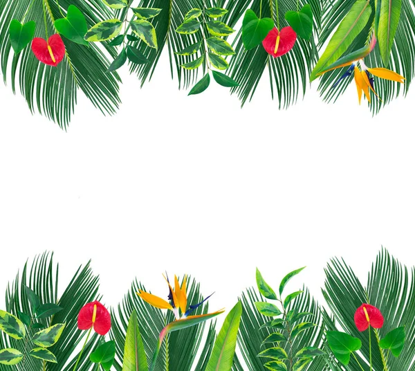 Rahmen Mit Tropischen Blättern Und Blüten Isoliert Auf Weiß — Stockfoto