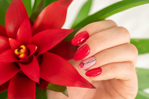 Piękny Manicure Czerwonych Kolorach Kwiatem Ręka Trzyma Czerwony Kwiat Bromelii — Zdjęcie stockowe