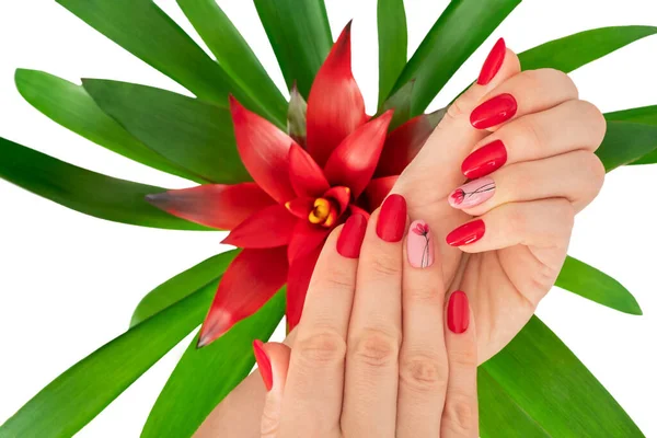 Bela Manicura Cores Vermelhas Com Flor Mão Segurando Uma Flor — Fotografia de Stock