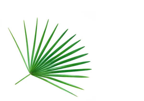Palm Bladeren Geïsoleerd Wit — Stockfoto