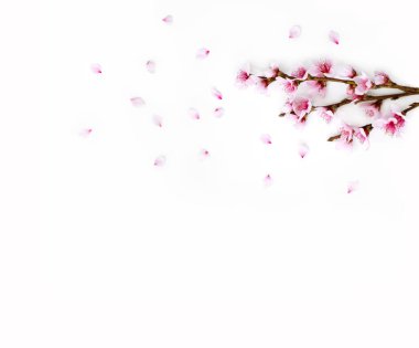 Badem çiçekli ve yapraklı bir dal. Beyazda izole edilmiş. 