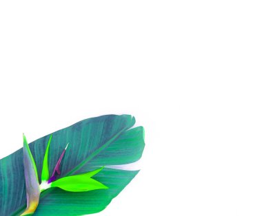 Tropikal yaprak ve çiçek beyazda izole edilmiş. Metin yazmak için boş alan.