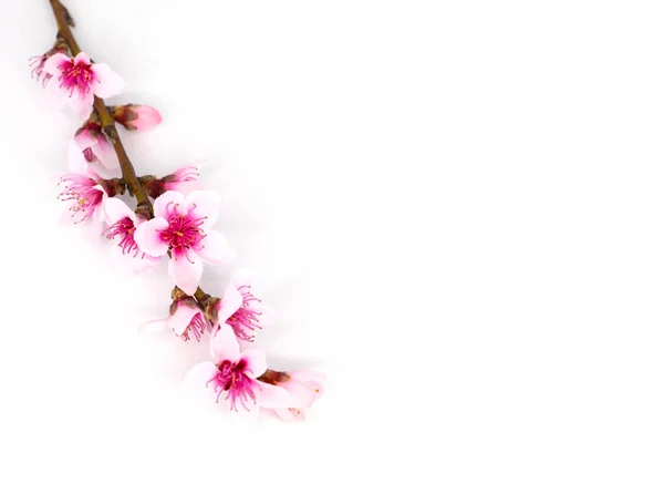 Квіткова Гілка Квітучим Мигдалем Ізольовані Білому — стокове фото
