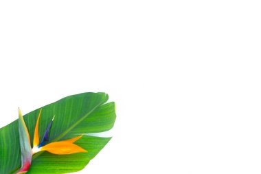 Tropikal yaprak ve çiçek beyazda izole edilmiş. Metin yazmak için boş alan.