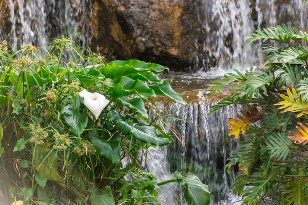 Şelale Zambak Çiçekli Tropik Bir Zemin — Stok fotoğraf
