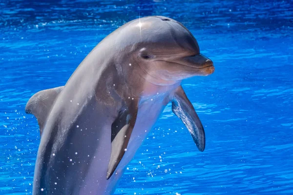 Close Cute Dolphin — Stock Photo, Image