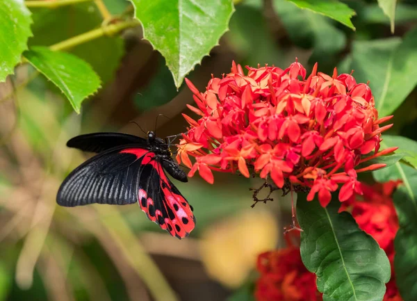 Primer Plano Una Hermosa Mariposa Colores Negro Rojo Sentado Una — Foto de Stock