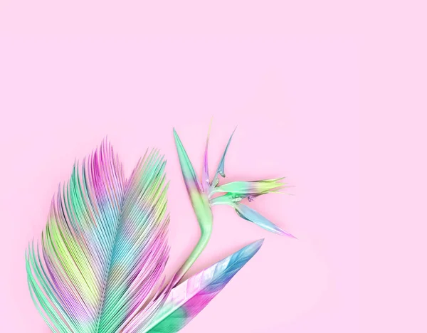 Multi Colored Tropical Flower Leaves Isolated Pink — Stock Photo, Image