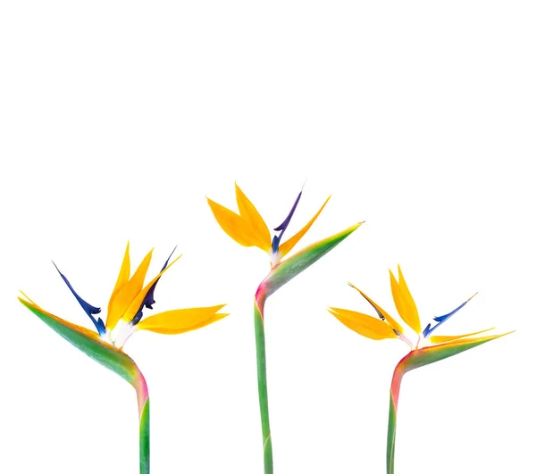 Strelitzia Květiny Izolované Bílém — Stock fotografie