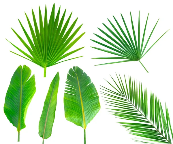 Zelené Tropické Listy Izolované Bílém Sada Zelených Palmových Listů Banánových — Stock fotografie